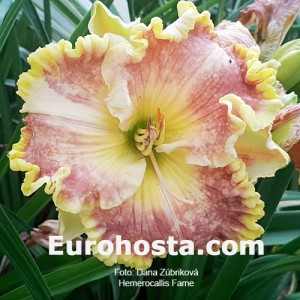 Hemerocallis Fame