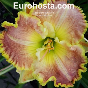 Hemerocallis Fame