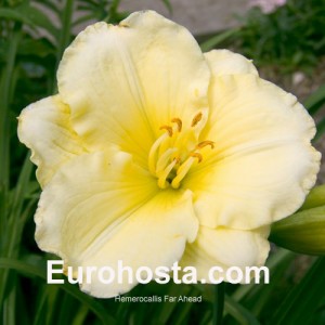 Hemerocallis Far Ahead - Eurohosta