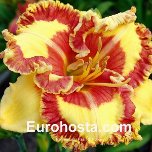 Hemerocallis Fashion POlice