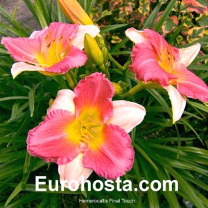 Hemerocallis Final Touch - Eurohosta