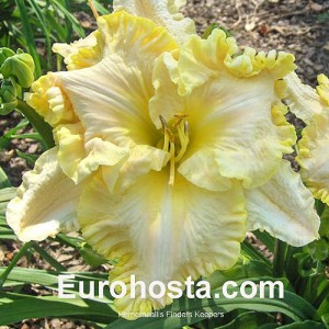 Hemerocallis Finders Keepers - Eurohosta