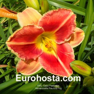 Hemerocallis Fire and Fog - Eurohosta