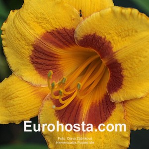 Hemerocallis Fooled Me - Eurohosta