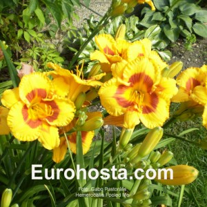 Hemerocallis Fooled Me - Eurohosta