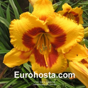 Hemerocallis Fooled Me - Eurohosta