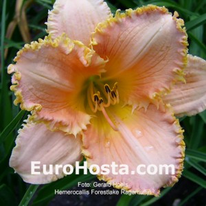 Hemerocallis Forestlake Ragamuffin