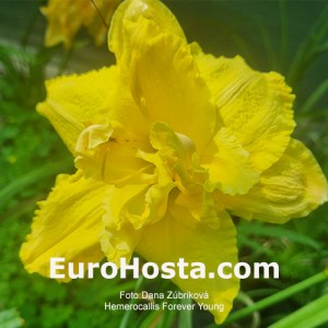 Hemerocallis Forever Young - Eurohosta