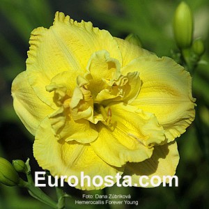 Hemerocallis Forever Young - Eurohosta