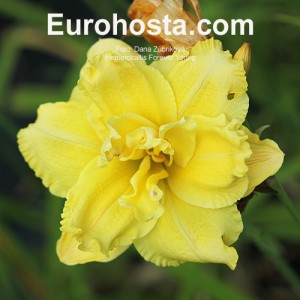 Hemerocallis Forever Young - Eurohosta