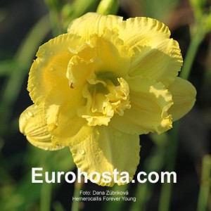 Hemerocallis Forever Young - Eurohosta