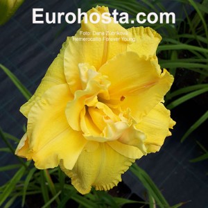 Hemerocallis Forever Young - Eurohosta