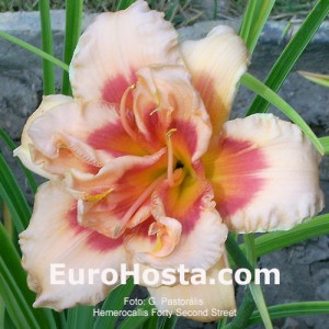 Hemerocallis Forty Second Street