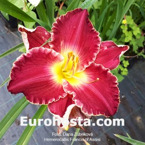 Hemerocallis Fransiss of assisi