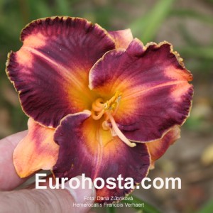 Hemerocallis Francois Verhaert - Eurohosta