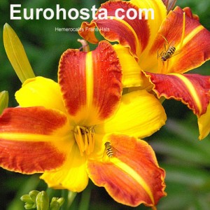 Hemerocallis Frans Hals - Eurohosta