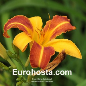 Hemerocallis Frans Hals - Eurohosta