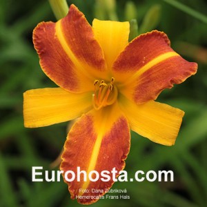 Hemerocallis Frans Hals - Eurohosta