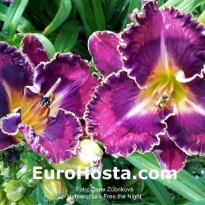 Hemerocallis Free the Night