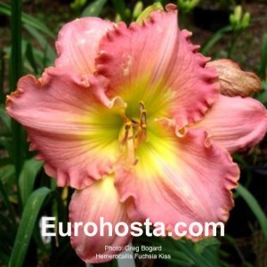 Hemerocallis Fuchsia Kiss