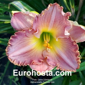 Hemerocallis Fuchsia Kiss