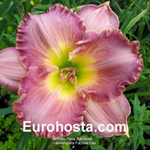 Hemerocallis Fuchsia Kiss