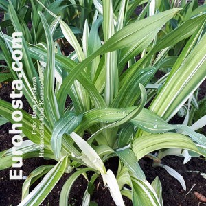 Hemerocallis fulva 'Kwanso Variegata'