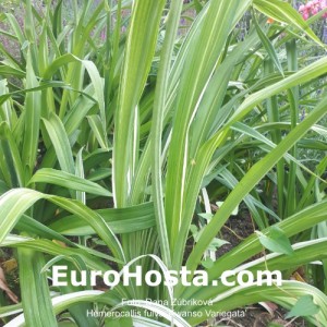 Hemerocallis fulva 'Kwanso Variegata'