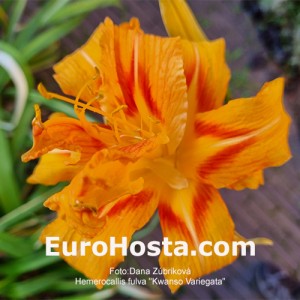 Hemerocallis fulva 'Kwanso Variegata'