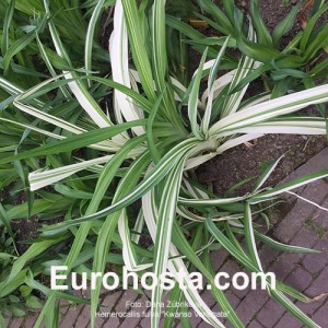 Hemerocallis fulva 'Kwanso Variegata'