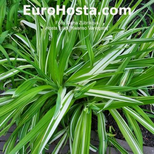 Hemerocallis fulva 'Kwanso Variegata'