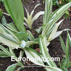 Hemerocallis fulva 'Kwanso Variegata'