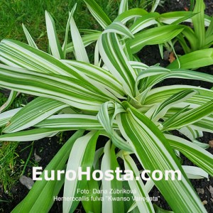 Hemerocallis fulva 'Kwanso Variegata'