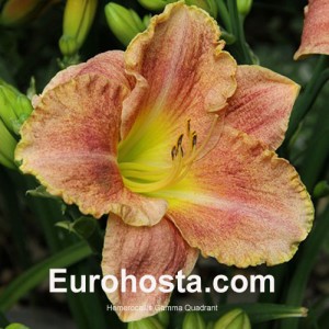 Hemerocallis Gamma Quadrant