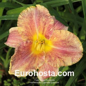 Hemerocallis Gamma Quadrant