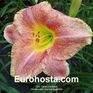 Hemerocallis Gamma Quadrant