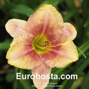 Hemerocallis Gamma Quadrant