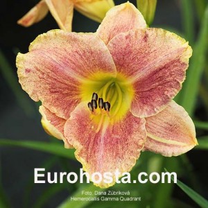 Hemerocallis Gamma Quadrant