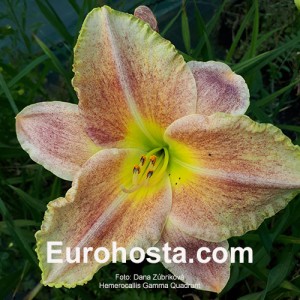 Hemerocallis Gamma Quadrant