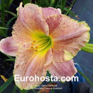 Hemerocallis Gamma Quadrant