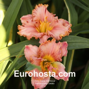 Hemerocallis Gelato - Eurohosta