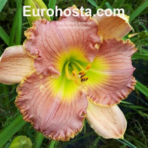 Hemerocallis Gelato - Eurohosta