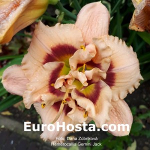 Hemerocallis Gemini Jack 