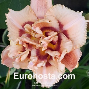 Hemerocallis Gemini Jack 