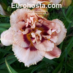 Hemerocallis Gemini Jack 