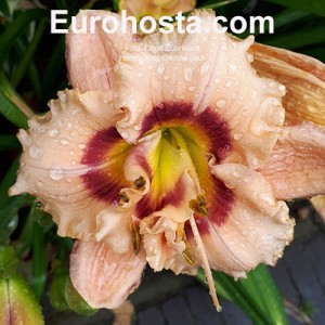 Hemerocallis Gemini Jack 