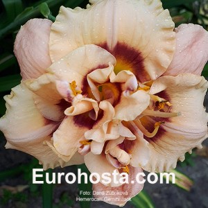 Hemerocallis Gemini Jack 