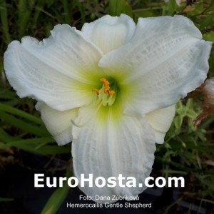 Hemerocallis Gentle Shepherd - Eurohosta