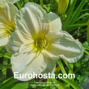 Hemerocallis Gentle Shepherd 