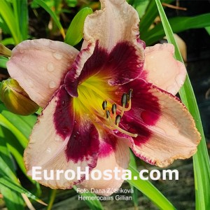 Hemerocallis Gillian